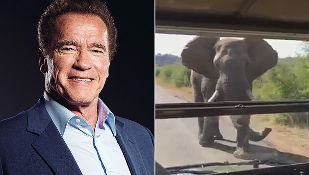 Arnold Schwarzenegger wurde in Südafrika von einem Elefantenbullen attackiert. (Bild: AP, YouTube.com)