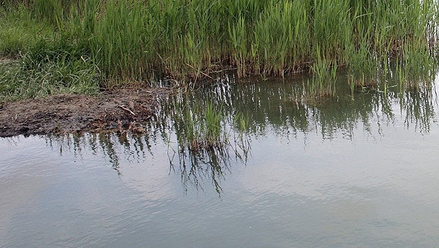 The man was immediately pulled out of the pond. Unfortunately, all help came too late (symbolic image). (Bild: Peter Tomschi (Symbolbild))