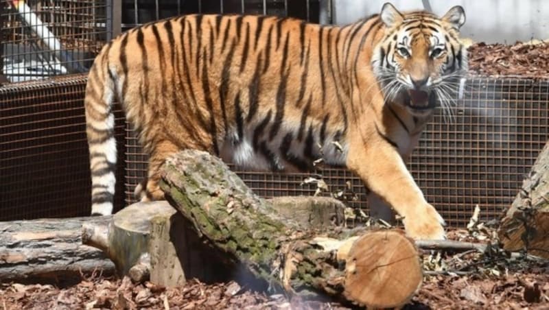 Für die Aktion wurde vor dem Maxim-Gorki-Theater eine Arena mit lebenden Tigern aufgestellt. (Bild: EPA)