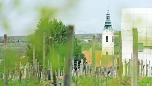 Ein Blick durch die Weinstöcke auf die Kirche in Langenlois. (Bild: Helmut Mitter)