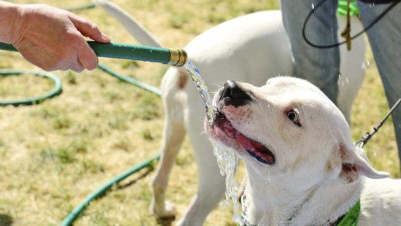 Dogs should never be left in the car. Many owners underestimate how quickly the temperature can rise in a car. Regular cooling off is also a must for four-legged friends! (Bild: thinkstockphotos.de)