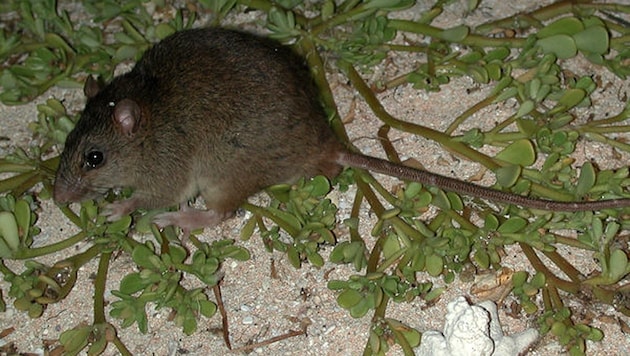 So sah die Bramble-Cay-Mosaikschwanzratte aus (Bild: Queensland Department of Environment and Heritage Protection)