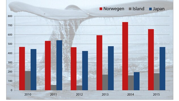 Norwegen ist weltweit Walfangnation Nummer eins. (Bild: NOAA)