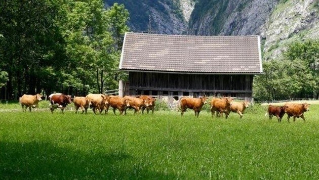 Die Kühe zurück auf der grünen Weide. Einige Tiere wurden beim aufregenden Ausflug verletzt. (Bild: Gerhard Schiel)