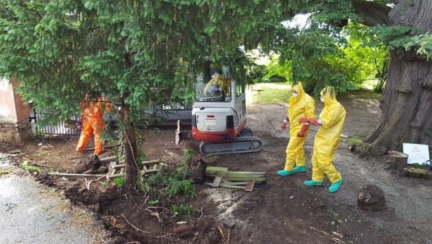 Feuerwehr rückte in Schutzanzügen an, um â01EPoison Ivyâ01C zu vernichten. (Bild: Stadt Graz/Sicherheitsmanagement)