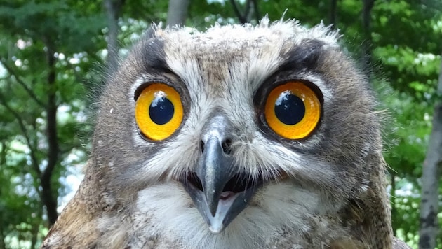 Symbolbild (Bild: Zoo Salzburg)