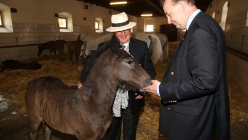 Karl Habsburg bei den Lipizzanern (Bild: Sepp Pail)