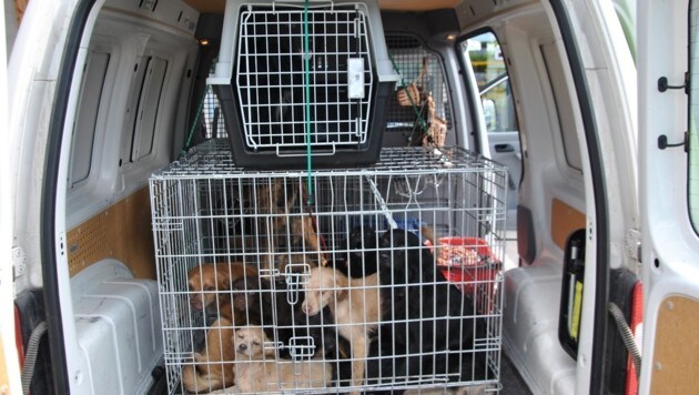 Alleine das Tierheim Dechanthof nahm 19 von 30 Nothunden auf. (Bild: Tierheim Dechanthof)