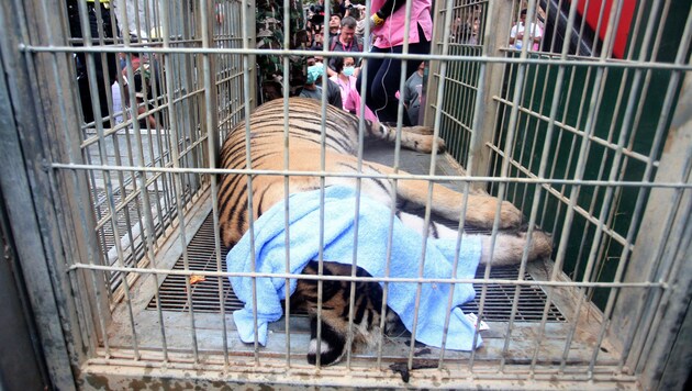 Ein betäubter Tiger im Käfig (Bild: Associated Press)