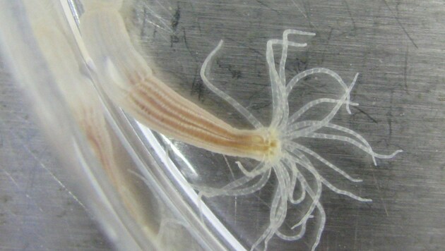 Eine Seeanemone oder Nematostella vectensis (Bild: Cymothoa exigua)