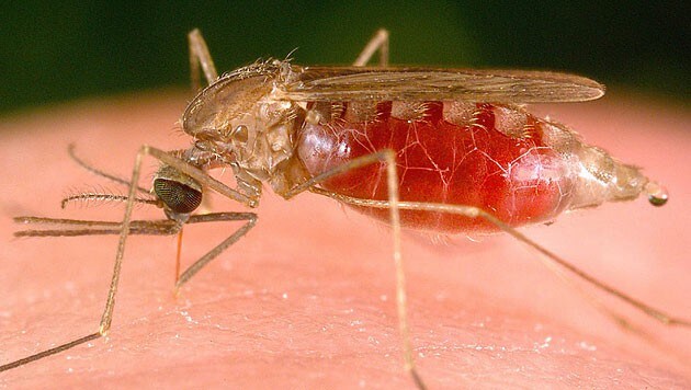 Die Anopheles-Mücke ist der Überträger von Malaria (Bild: CDC)