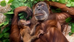 Ein Orang-Utan-Weibchen mit Nachwuchs (Bild: APA/dpa-Zentralbild/Arno Burgi)