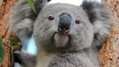 Koala Australien (Bild: EPA/AAP/Taronga Conservation Society)