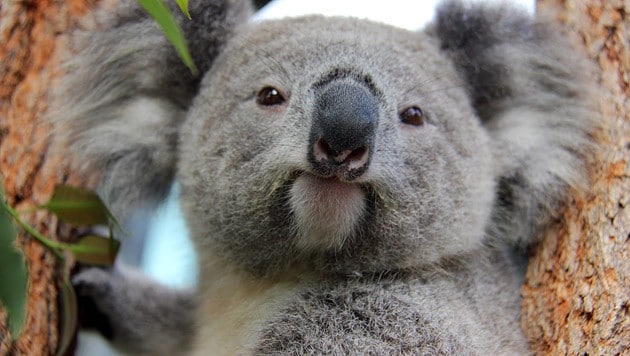 Koala Australien (Bild: EPA/AAP/Taronga Conservation Society)