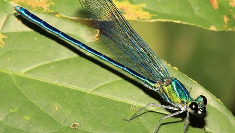 Die Libellen-Art Umma gumma (Bild: Naturalis Biodiversity Center/Jens Kipping)