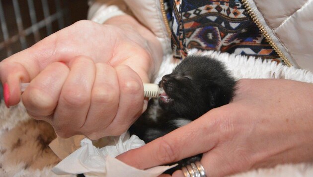 Eines der Kätzchen aus der Mülltonne: Die Fellknäuel werden von Tierfreunden aufgepäppelt. (Bild: Klaudia Thorer)