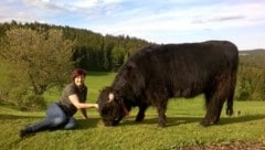 Landwirtin Anna Rockenschaub aus Weitersfelden mit ihrer schönsten schottischen Hochlandkuh "Maila". (Bild: Rockenschaub)