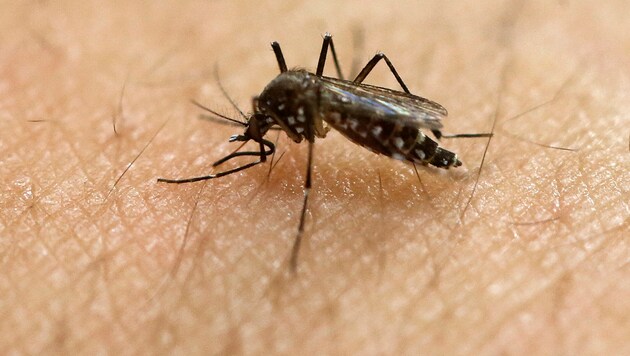 Der Überträger des Zika-Virus, die Mückenart Aedes aegypti (Bild: Associated Press)