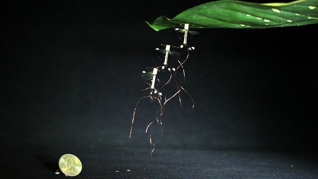 Das Bild zeigt die Annäherung und Landung der Drohne auf dem Blatt. (Bild: Harvard Microrobotics Lab/ Harvard University)