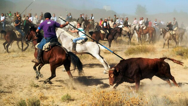 Die "Toro de la Vega" in Tordesillas (2013) (Bild: APA/AFP/PEDRO ARMESTRE)