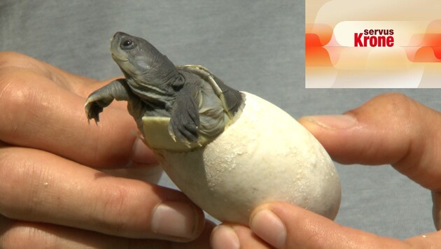 Seltener Nachwuchs: Die Südasiatische Batagor Sumpfschildkröte ist vom Aussterben bedroht (Bild: ServusTV)
