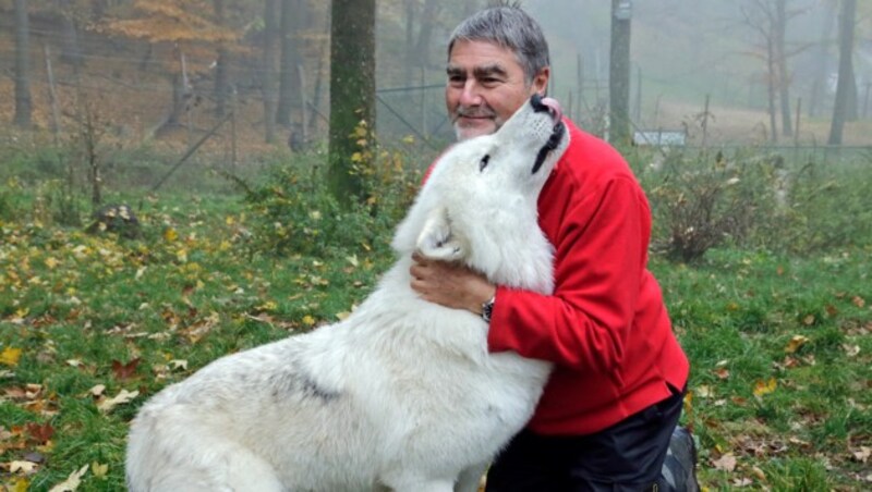 Wolfsforscher Kurt Kotrschal ist der Meinung, dass Wölfe zu unserem Ökosystem gehören. (Bild: Klemens Groh)