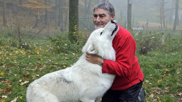 Wolfsforscher Kurt Kotrschal ist der Meinung, dass Wölfe zu unserem Ökosystem gehören. (Bild: Klemens Groh)