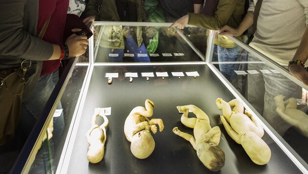 Die ausgestellten Exponate , wie etwa tote Baby-Körper, versetzen Schulgruppen ins Staunen. (Bild: Christian Forcher)