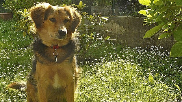 ACI-"Hundebotschafter" „Timo“ ging am 12. Oktober über die Regenbogenbrücke. (Bild: Animal Care International)
