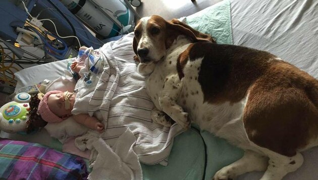 In Noras letzten Stunden wichen die Familienhunde nicht von der Seite des Babys. (Bild: facebook.com/Nora Hall, Miracle Baby)