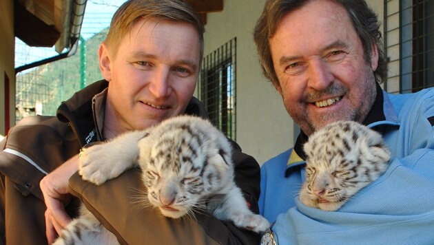 Zoodirektoren Rainer Zöchling (li.) und Herbert Eder (re.) mit den Tiger-Zwillingen (Bild: APA/WHITE ZOO AUSTRIA/DORA Z?CHLING)