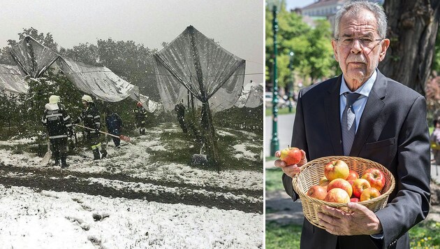 Die Schneefälle im April trafen die Obstbauern hart. Alexander Van der Bellen fordert rasche Hilfe. (Bild: APA/FEUERWEHR PETERSDORF II, Martin Radjaby)