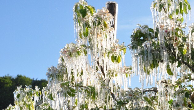 Das Eis richtete schwere Schäden an den Obstkulturen an. (Bild: APA/LK STEIERMARK)