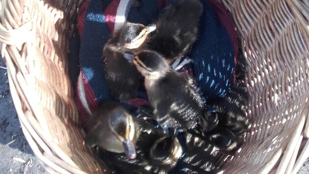 Sechs der insgesamt elf Entenküken im Korb (Bild: Polizei Baden)