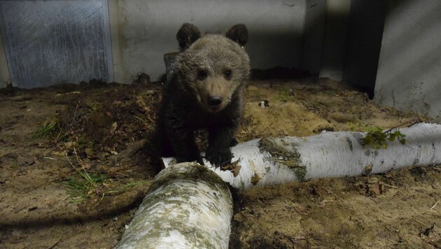 (Bild: Vier Pfoten/Zoo Poznaà144)