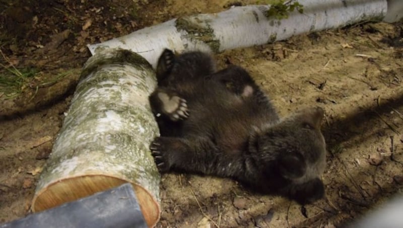 (Bild: Vier Pfotem/Zoo Poznaà144)