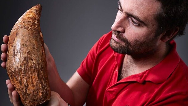 Paläontologe Erich Fitzgerald mit dem versteinerten Pottwal-Zahn (Bild: APA/AFP/Museum Victoria/STR)
