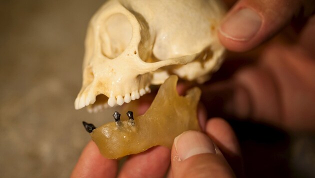 Die (dunklen) fossilen Zähne in einer Kiefernachbildung (Bild: Florida Museum of Natural History/Kristen Grace)