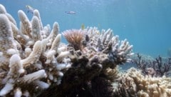 Ein infolge hoher Wassertemperaturen gebleichtes Korallenriff (Bild: APA/AFP/WWF Australia)