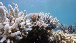 Ein infolge hoher Wassertemperaturen gebleichtes Korallenriff (Bild: APA/AFP/WWF Australia)
