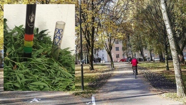Tatort Lehener Park - Cannabiskraut und leere Pillen wurden in Hallein gefunden. (Bild: Markus Tschepp, Polizei)