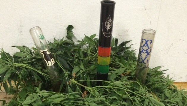 Hanfpflanzen und Drogenutensilien wurden sichergestellt. (Bild: Polizei)