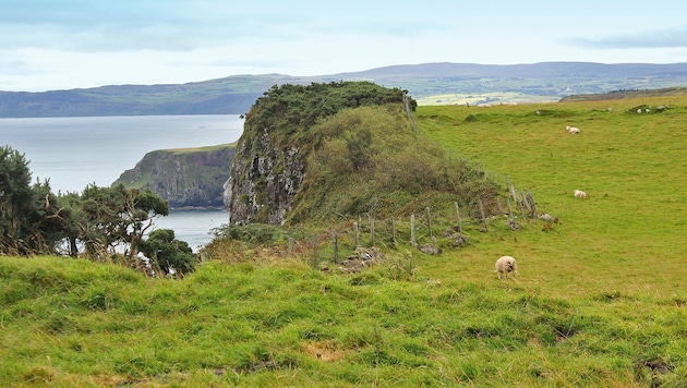 Irland wird nicht ohne Grund die "grüne Insel" genannt. (Bild: Karin Podolak)