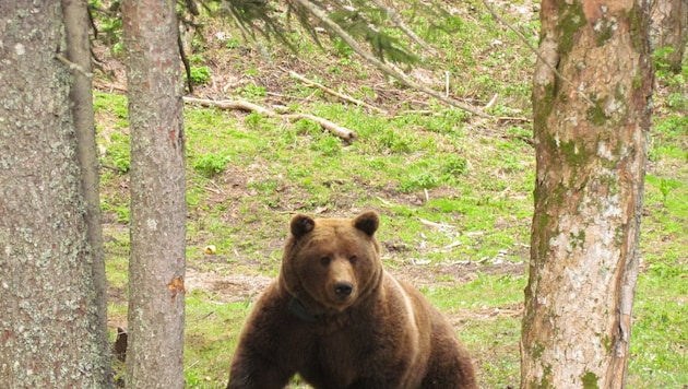 Gämsen gibt es auf dem Dobratsch. Eine Braunbären-Population wurde dort noch nicht gesichtet. (Bild: Naturpark Dobratsch)