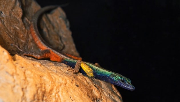 Die Männchen sind bunt gefärbt wie ein Regenbogen... (Bild: APA/DANIEL ZUPANC)