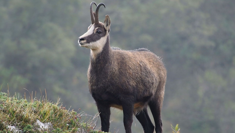 Der Österreichische Verwaltungsgerichtshof (VwGH) ist den Argumenten von „Wildes Bayern“ gefolgt und hat einen angeordneten Zwangsabschuss für Gamswild in einem Revier für rechtswidrig erklärt. (Bild: thinkstockphotos.de)