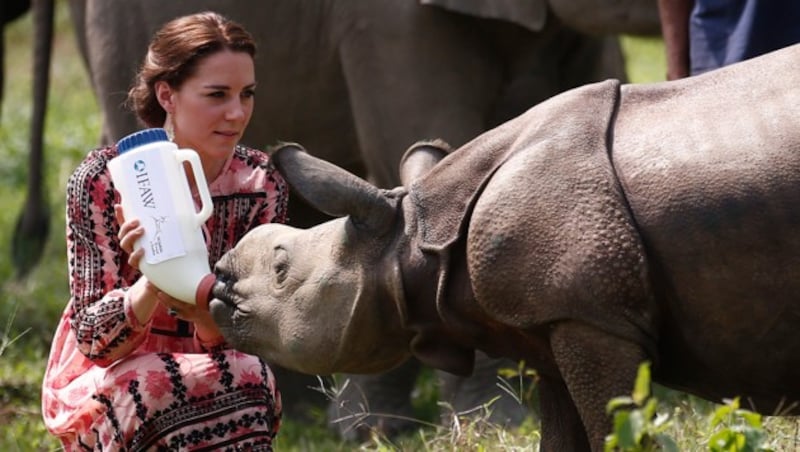 Auch ein Nashorn bekommt Milch von Kate gefüttert. (Bild: AFP or licensors)