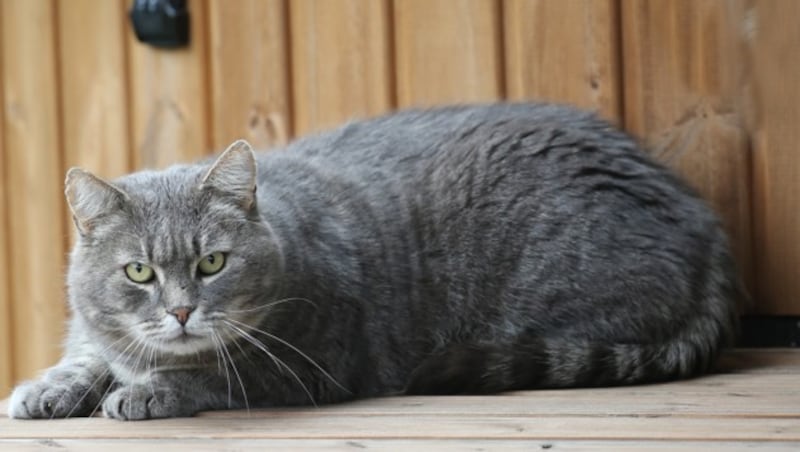 Kater Robi, das Haustier der Hofers (Bild: KRONEN ZEITUNG)