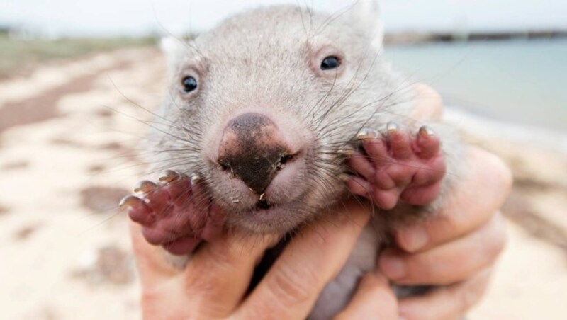 Wombat (Bild: facebook.com/DiscoverTasmania)