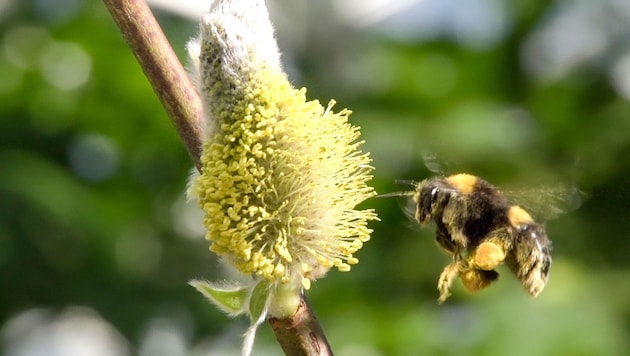 Neonicotinoide sind Gift für Bienen und Hummeln. (Bild: ORF)